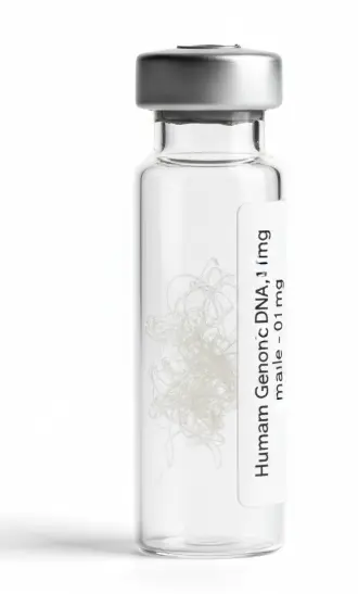 Human Genomic DNA, male